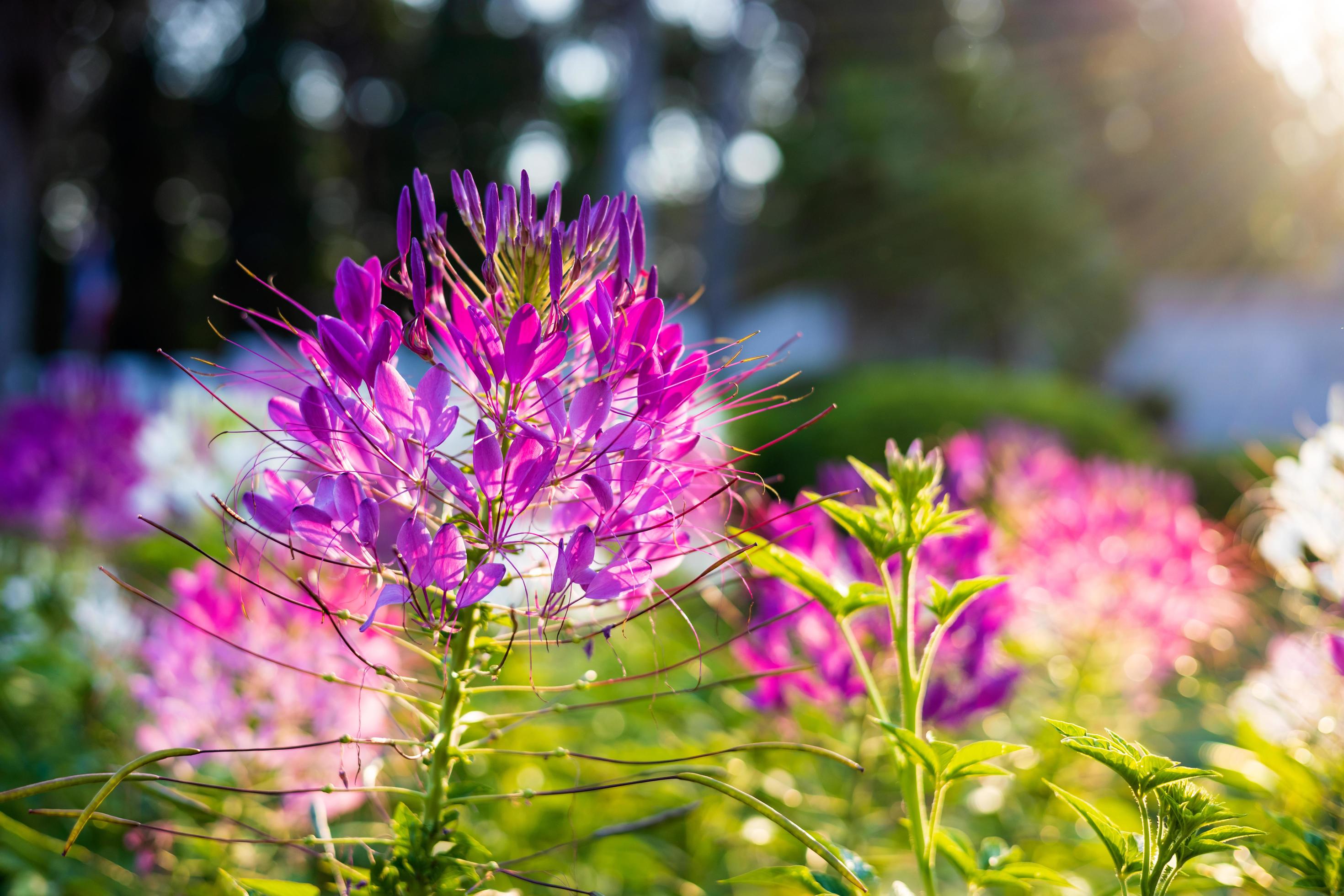 Close-up view of a purple-pink spider flower blooming in the sunlight. Stock Free