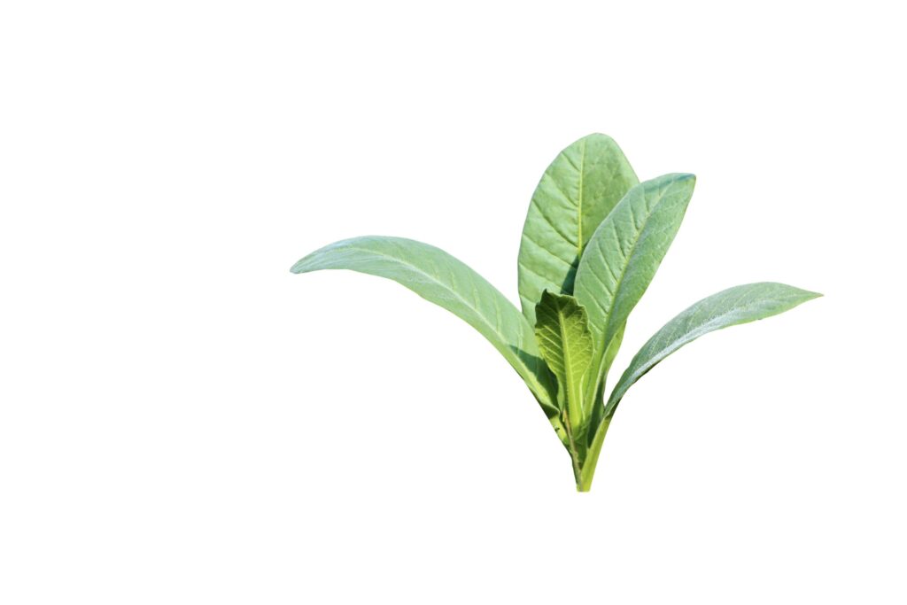 A cut-out of a tobacco leaf on a white background with clipping paths. Stock Free