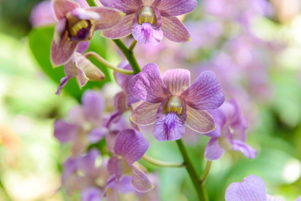 violet orchid flowers with natural background in the garden Stock Free