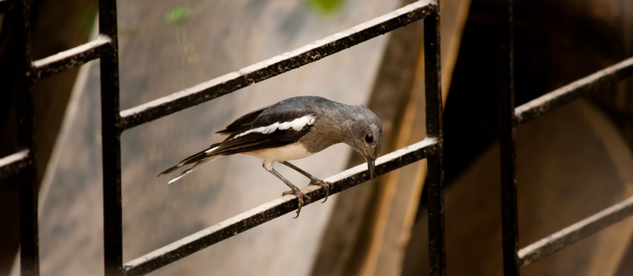 Bird Window Stock Free