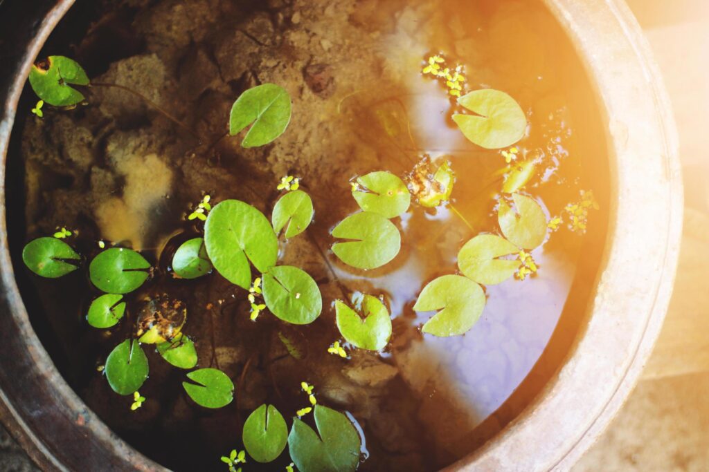 Lotus leaflet in pond with sunlight in nature park and garden Stock Free