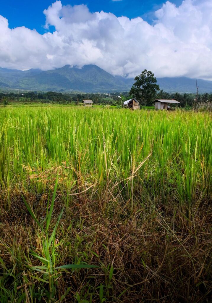 view of rice plants with a cloudy blue sky in the background Stock Free