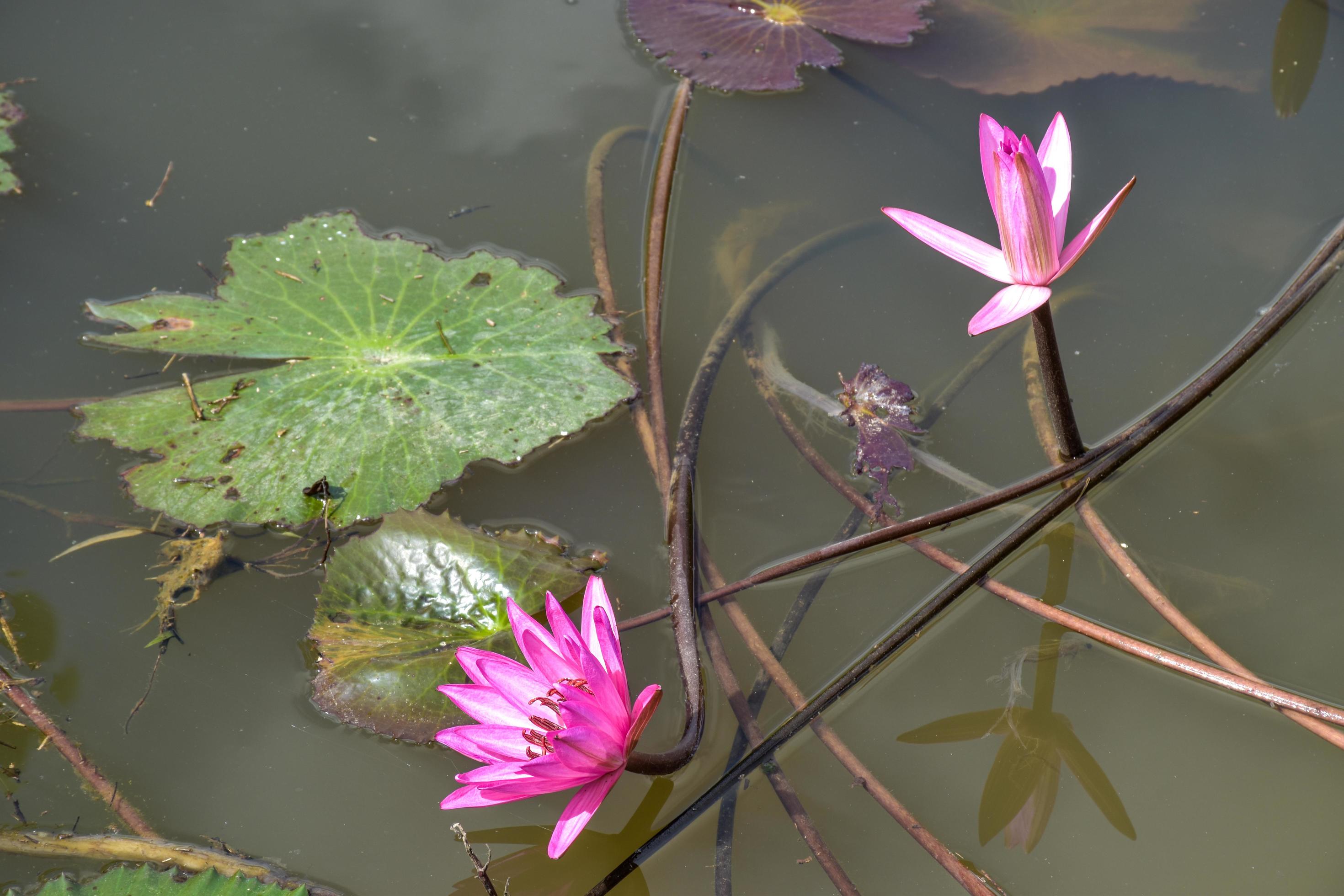 pink lotus blooming in water Thai garden beauty nature Stock Free