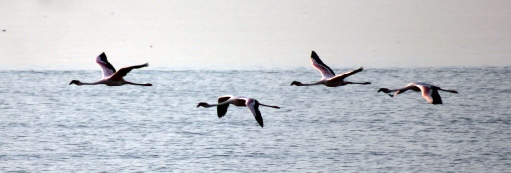 Birds Flamingos Mumbai Stock Free