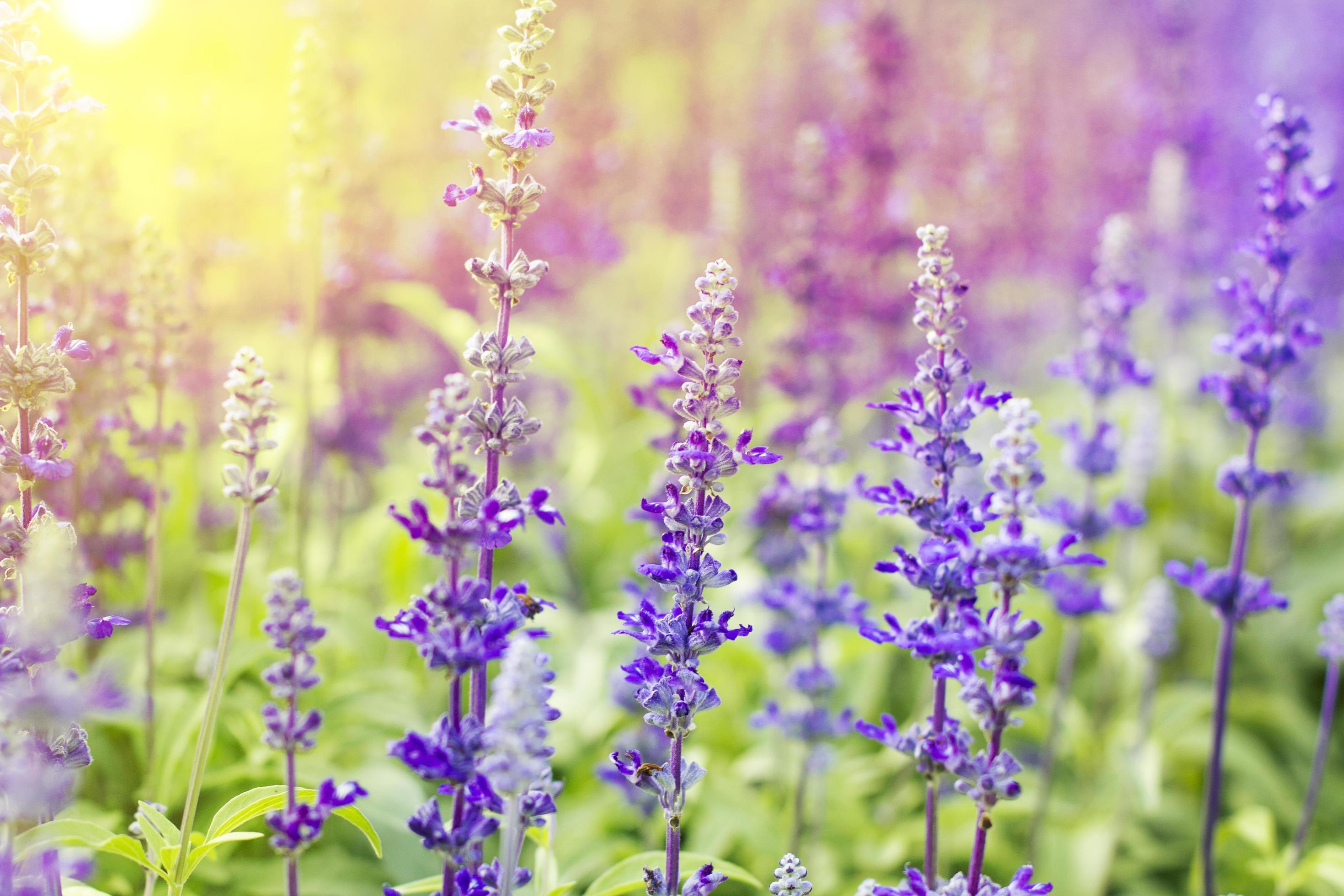 lavender flowers and soft light nature with blur background. Stock Free