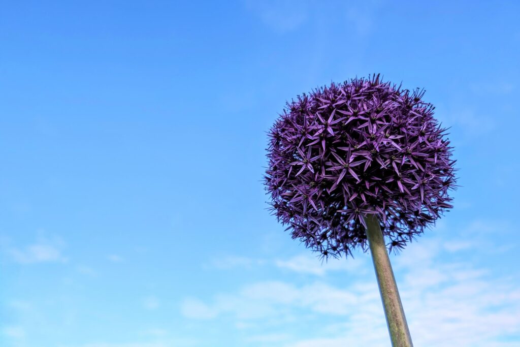 Closeup of delicate beautiful purple flowers, seasonal background, floral template, nature wallpaper Stock Free