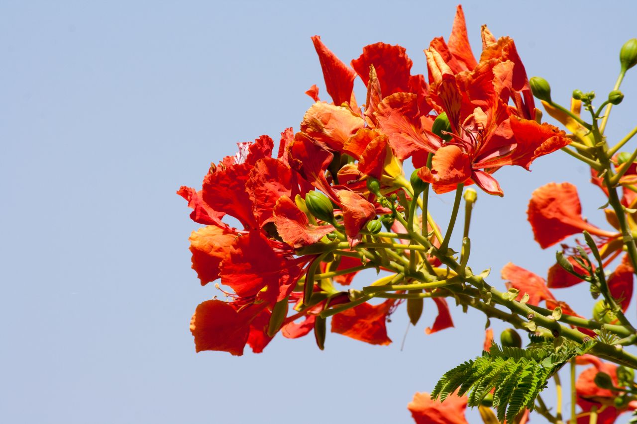 Orange Flower Leaves Stock Free