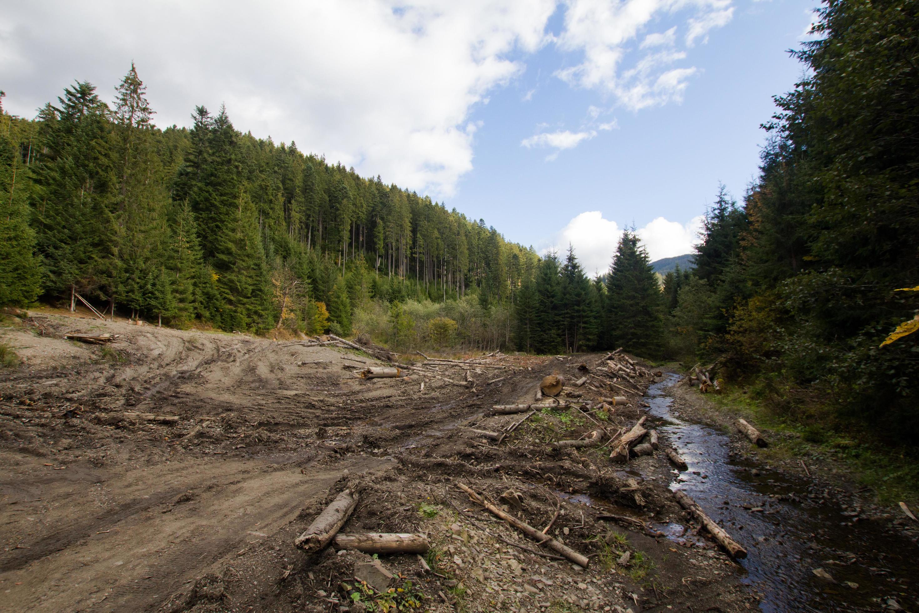 tree felling in charpatians forest, cut down pines in mountains, destroyed forest ,natural disaster, ecology problems Stock Free