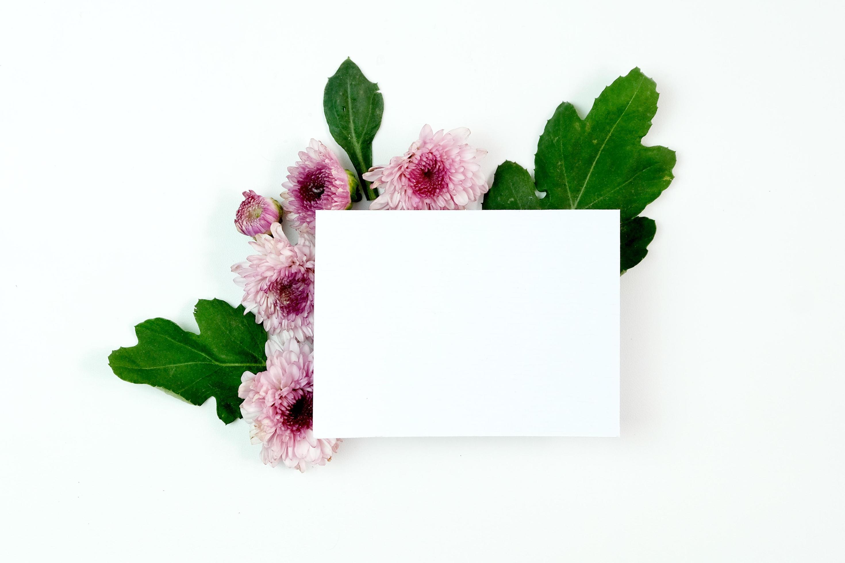 Blank paper with aster flowers Stock Free