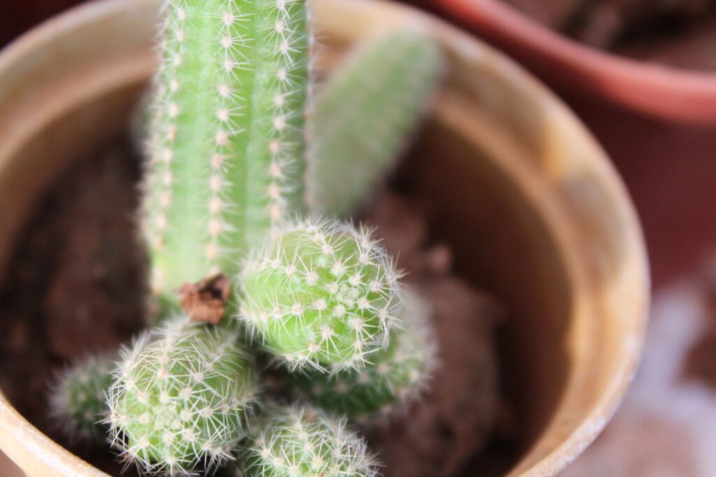 Pot Of Cactus Stock Free