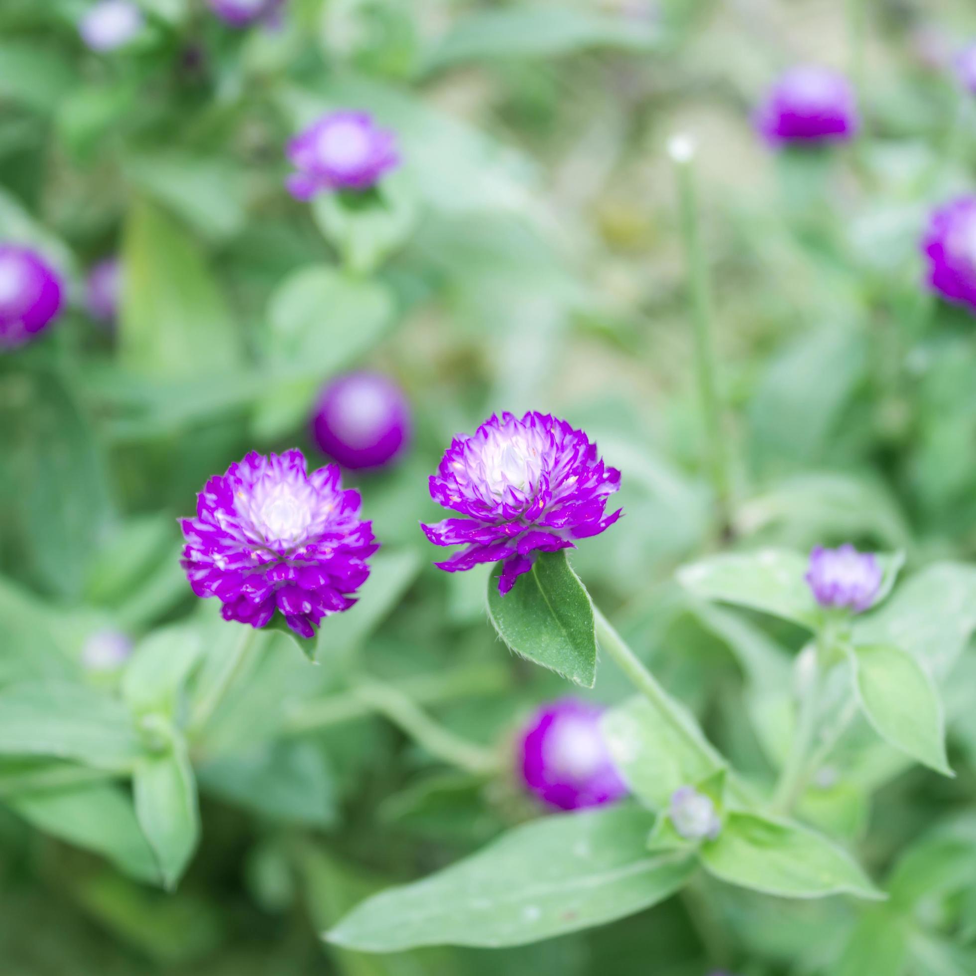 Globe amaranth or Gomphrena globosa flower in the garden Stock Free