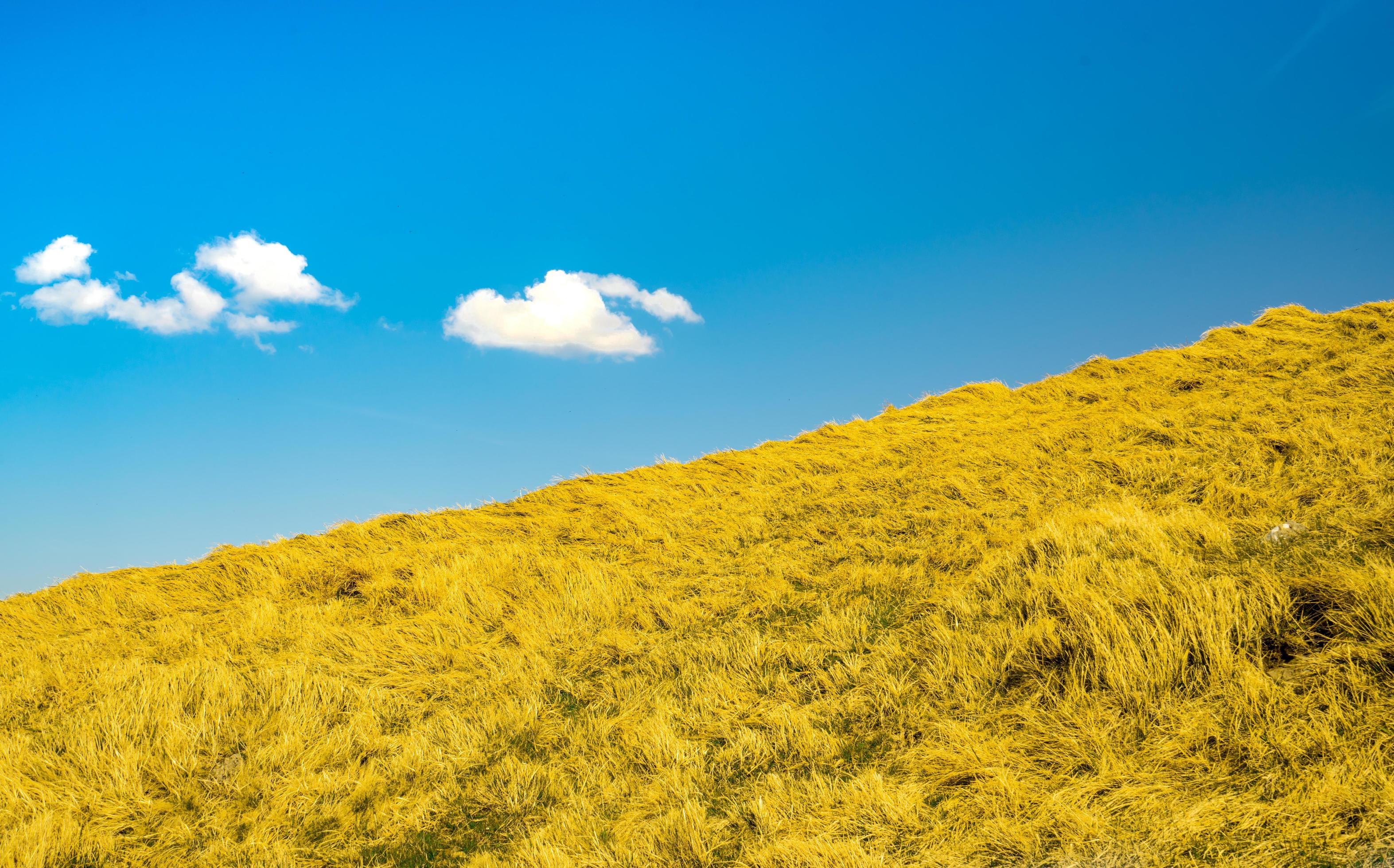 Yellow grass in farm with blue sky background. Grass field and blue sky and white clouds on sunny day. Beautiful landscape. Nature background. Stock Free