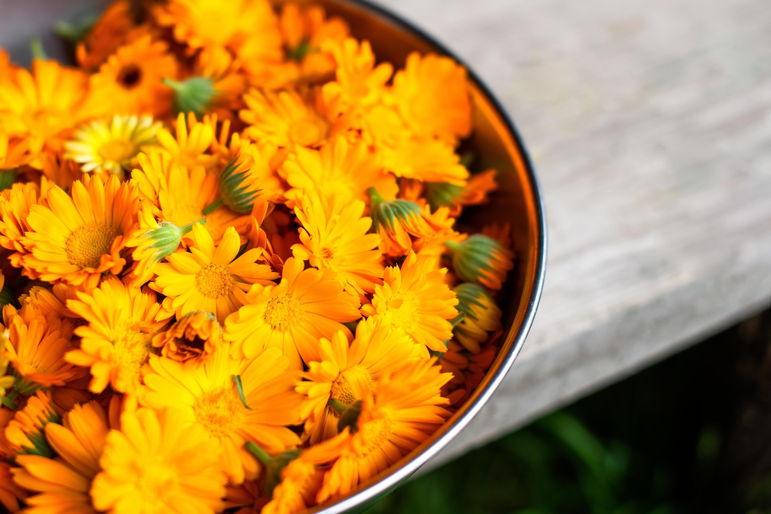 Freshly picked marigold flowers. In the bio center Stock Free