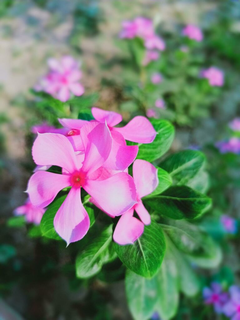 pink time flower with nature Stock Free