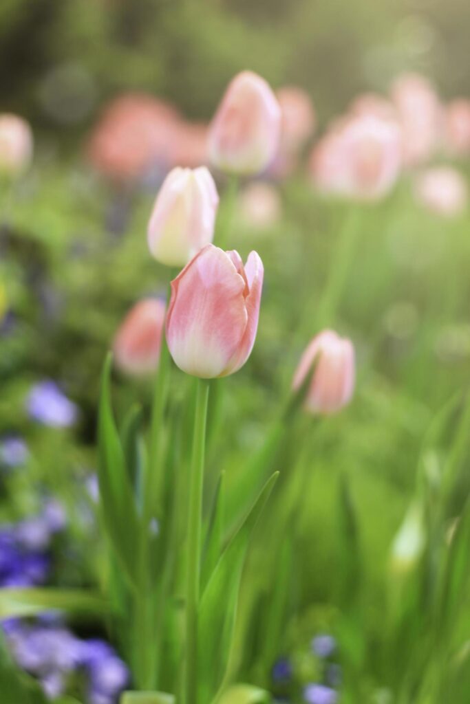 Pink tulip blooming in flower field, beauliful spring garden flower, soft selective focus Stock Free