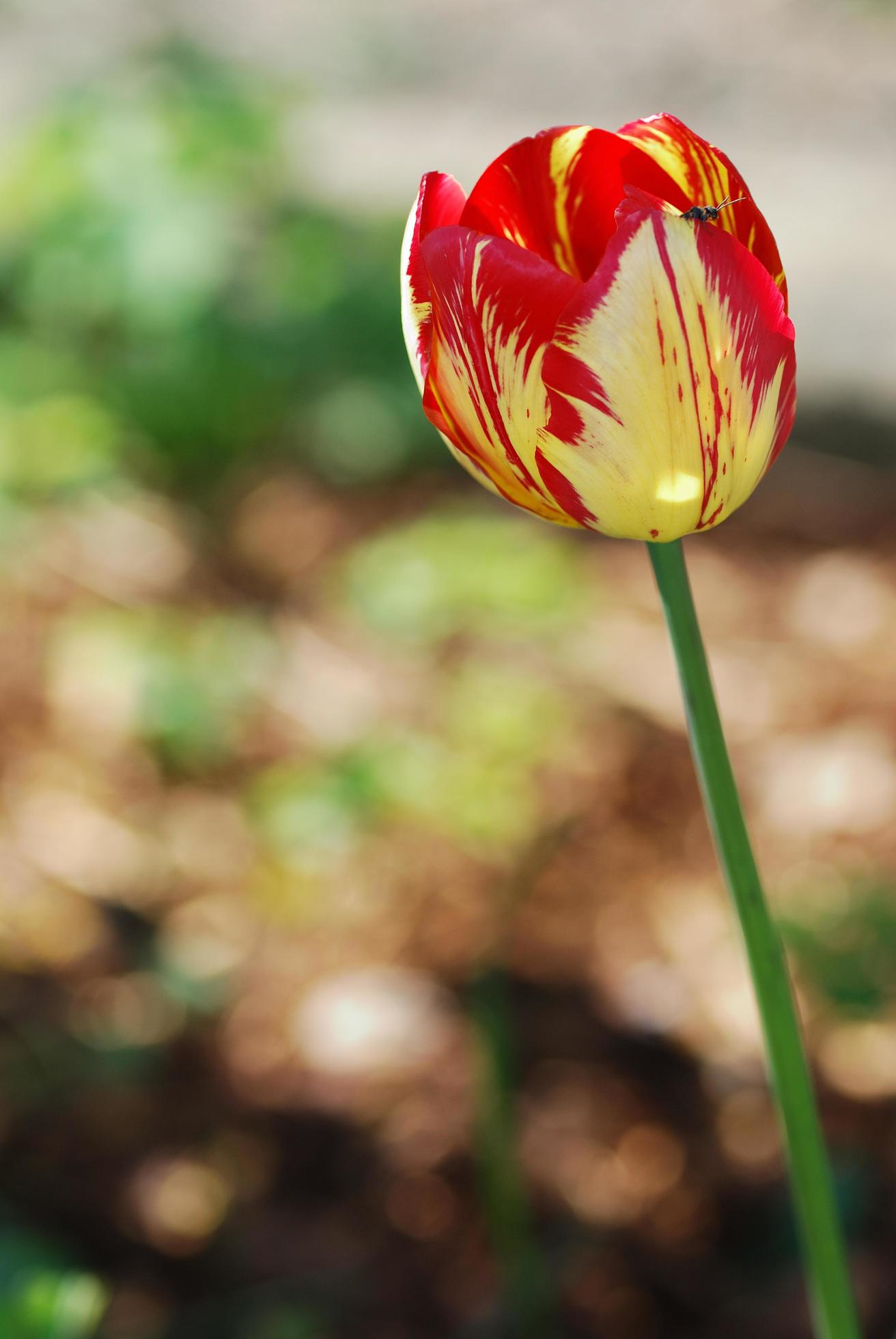 colorful flower detail view Stock Free