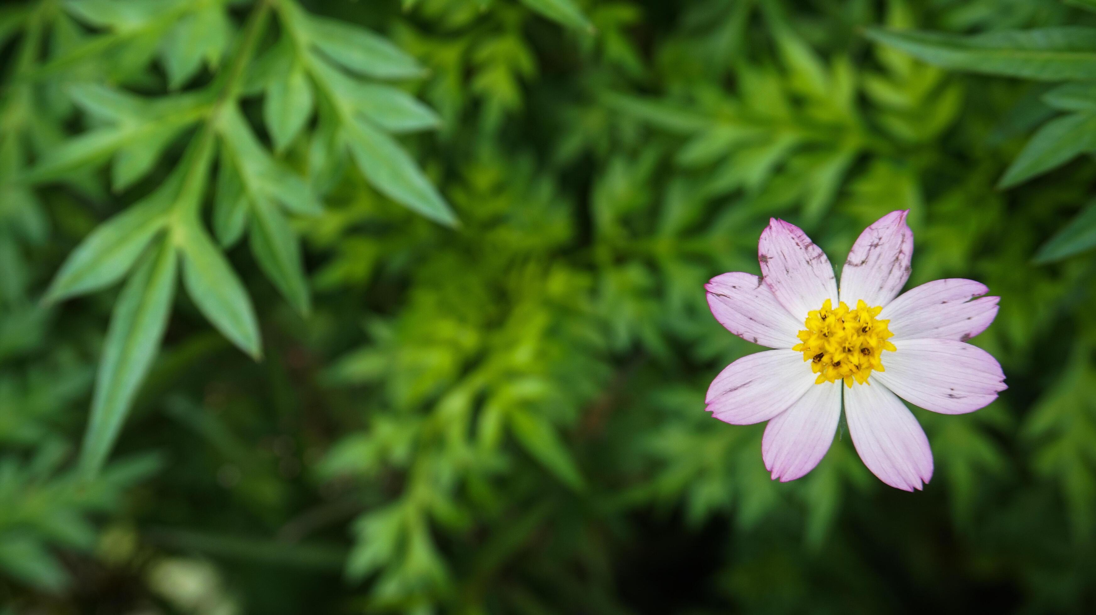 beautiful,Colorful flower background images,nature background Stock Free