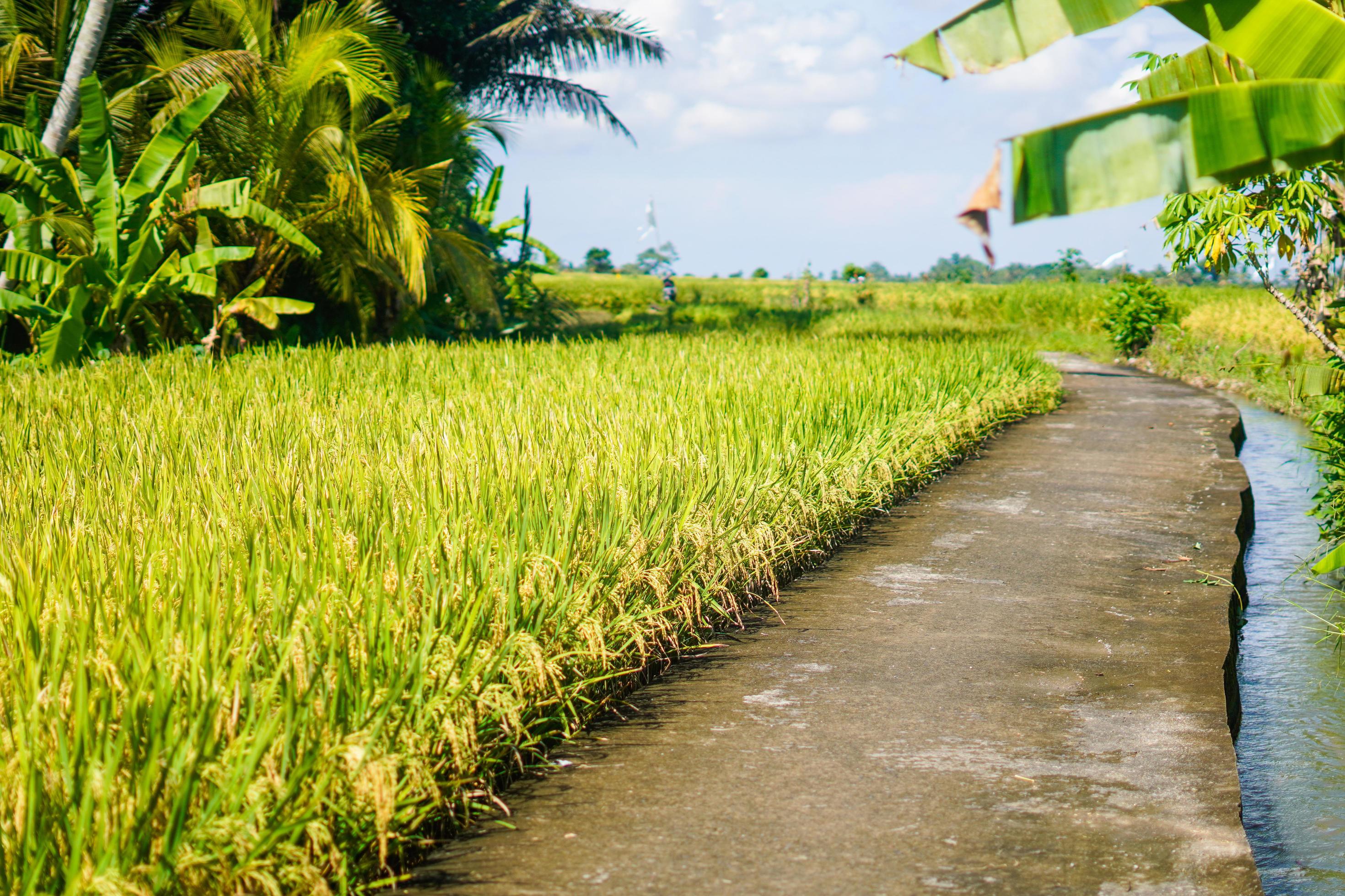 beautiful green paddy plants rice fields nature in Tabanan, Bali Stock Free