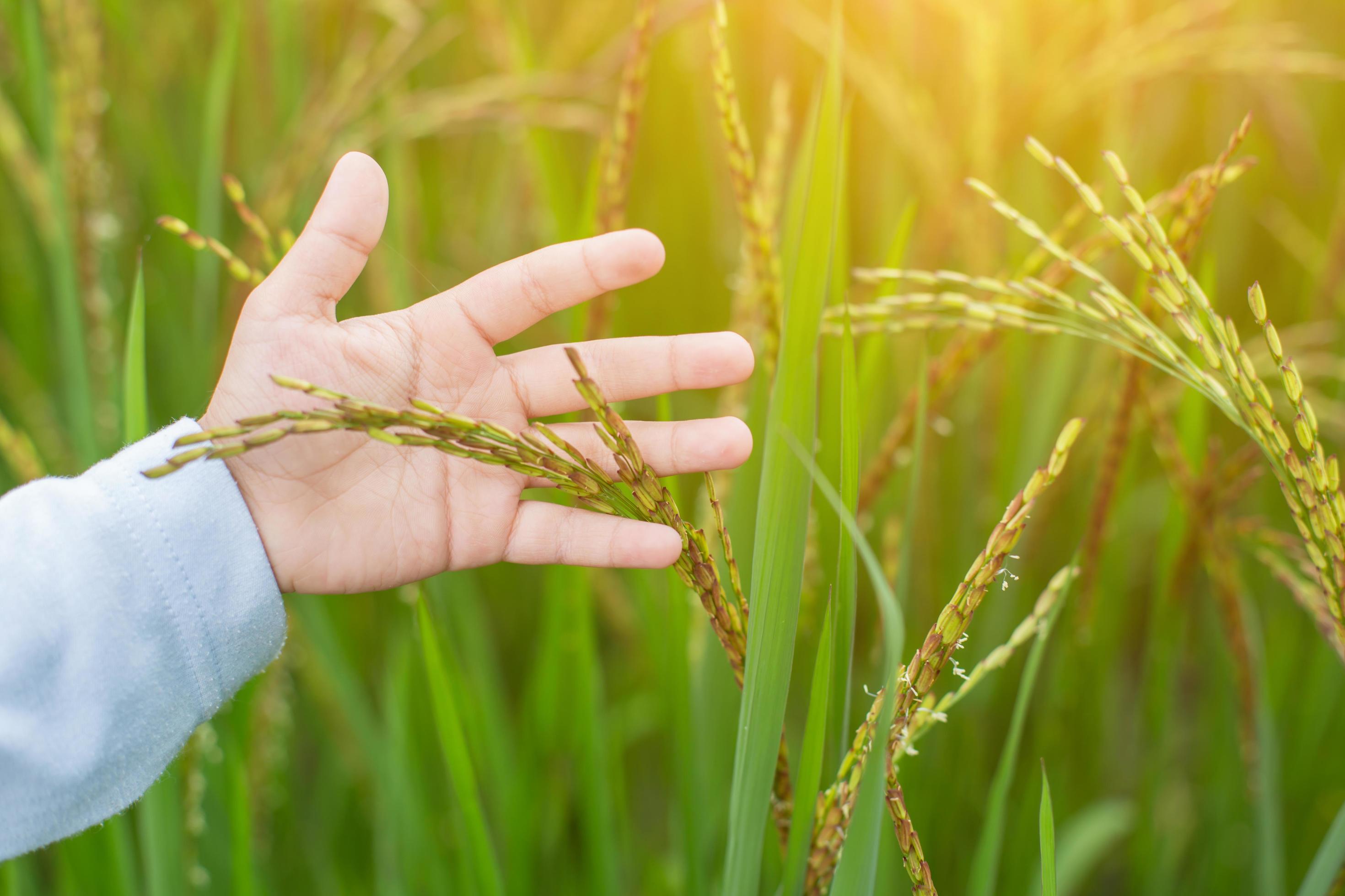 Hand of Young Woman Enjoying Nature with sunrise. Stock Free