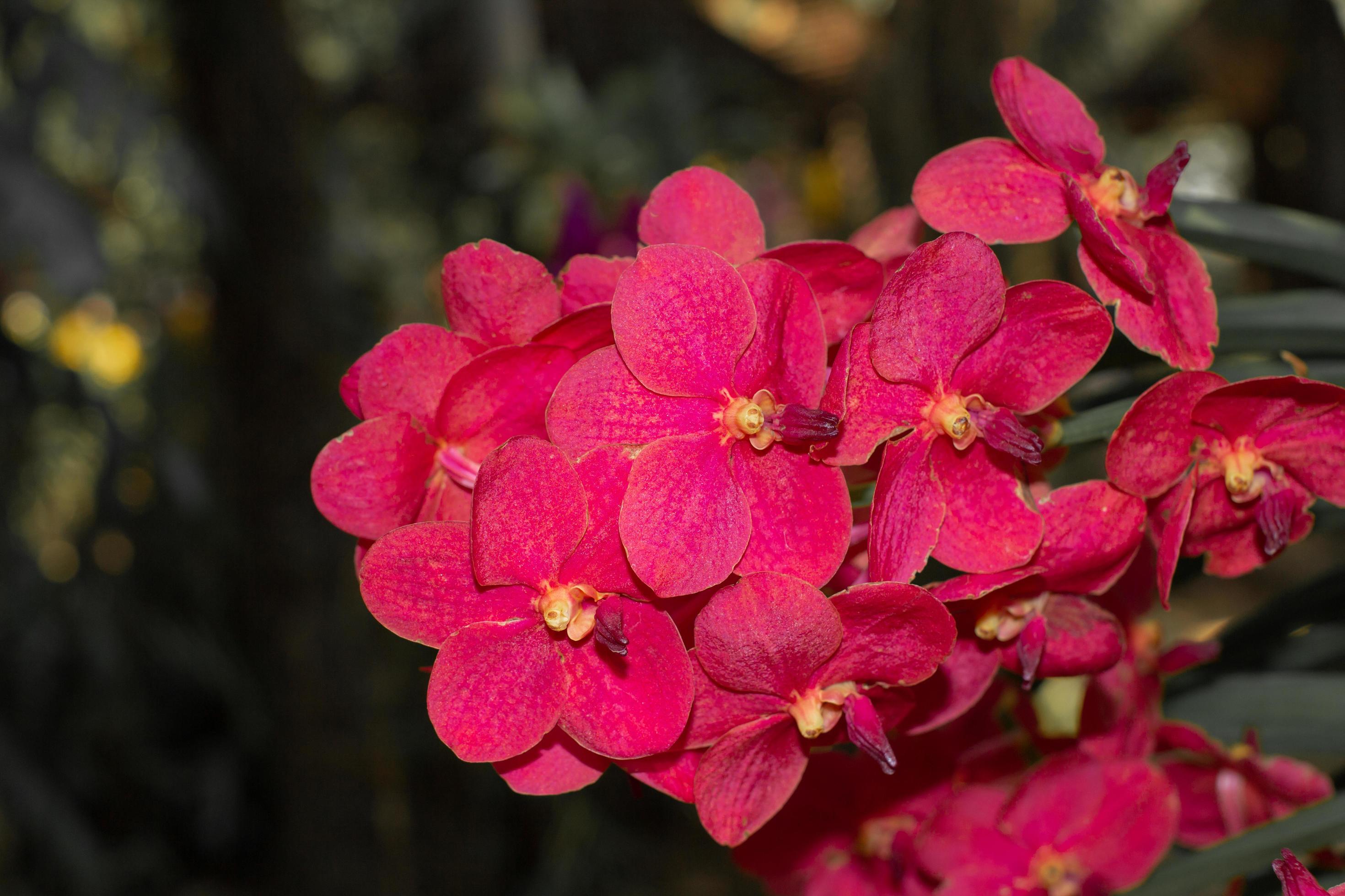 spring red orchids flower on a dark background.orchid flowers taken at an exhibition in Thailand during the day time.selective focus. Stock Free