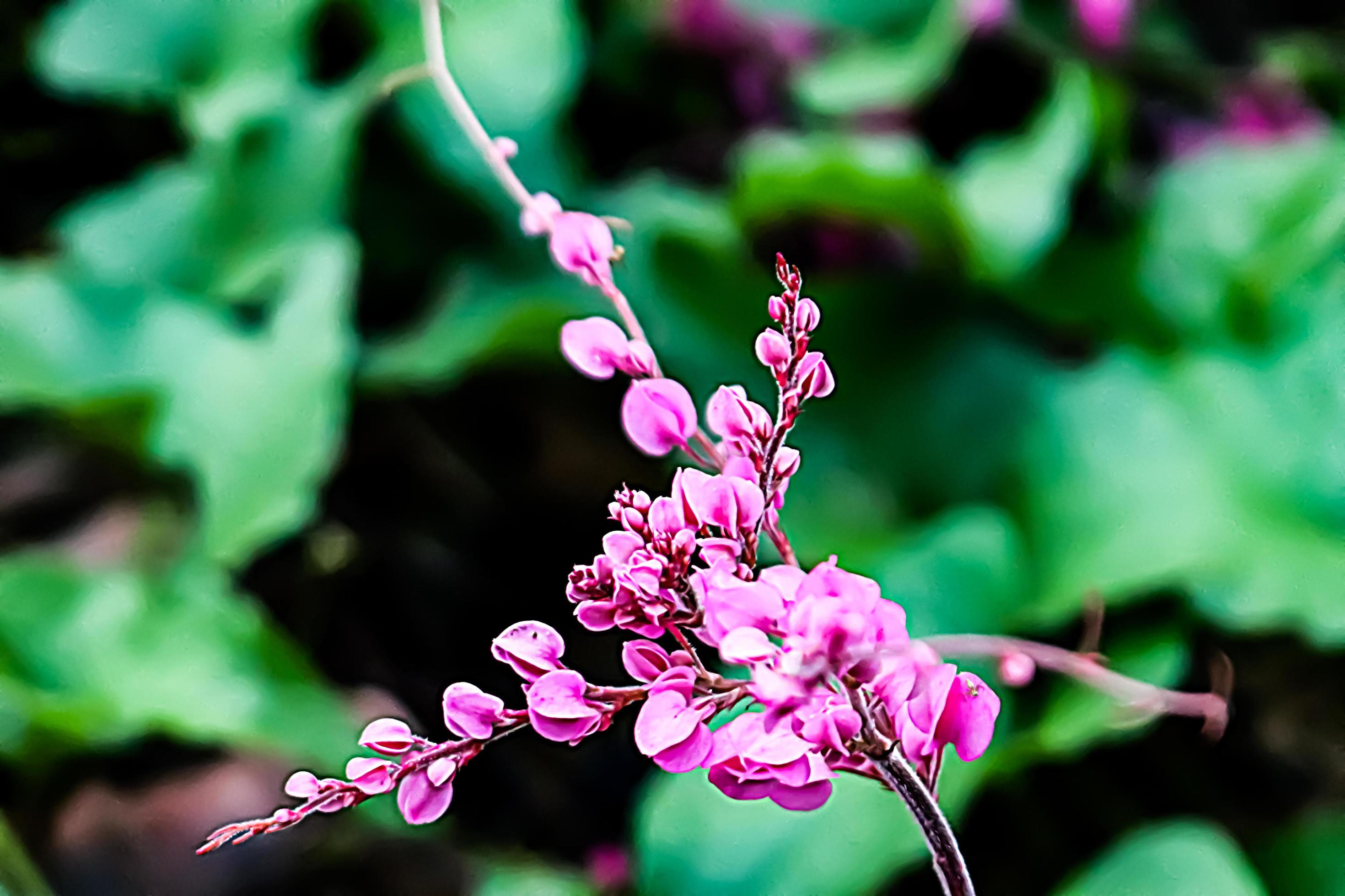 pink flower with blur background texture Stock Free