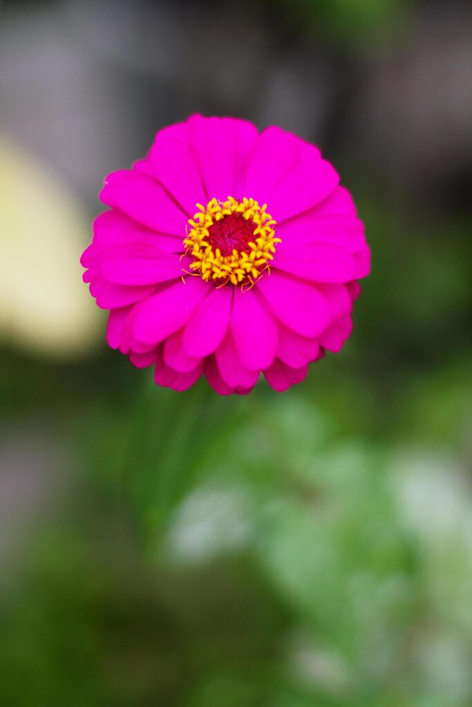 Blooming pink Zinnia elegans flowers with natural light in the garden Stock Free