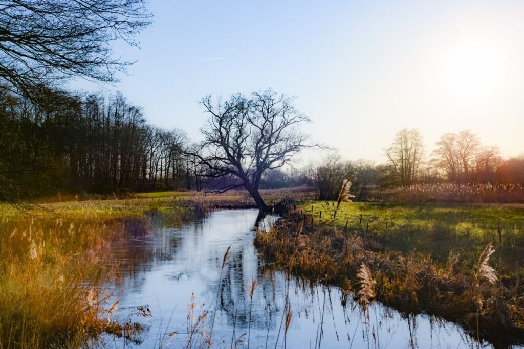 Old tree by the river Stock Free