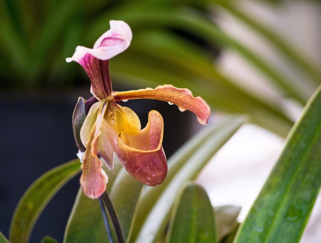 Lady Slipper, Paphiopedilum orchidaceae flowers in the park Stock Free