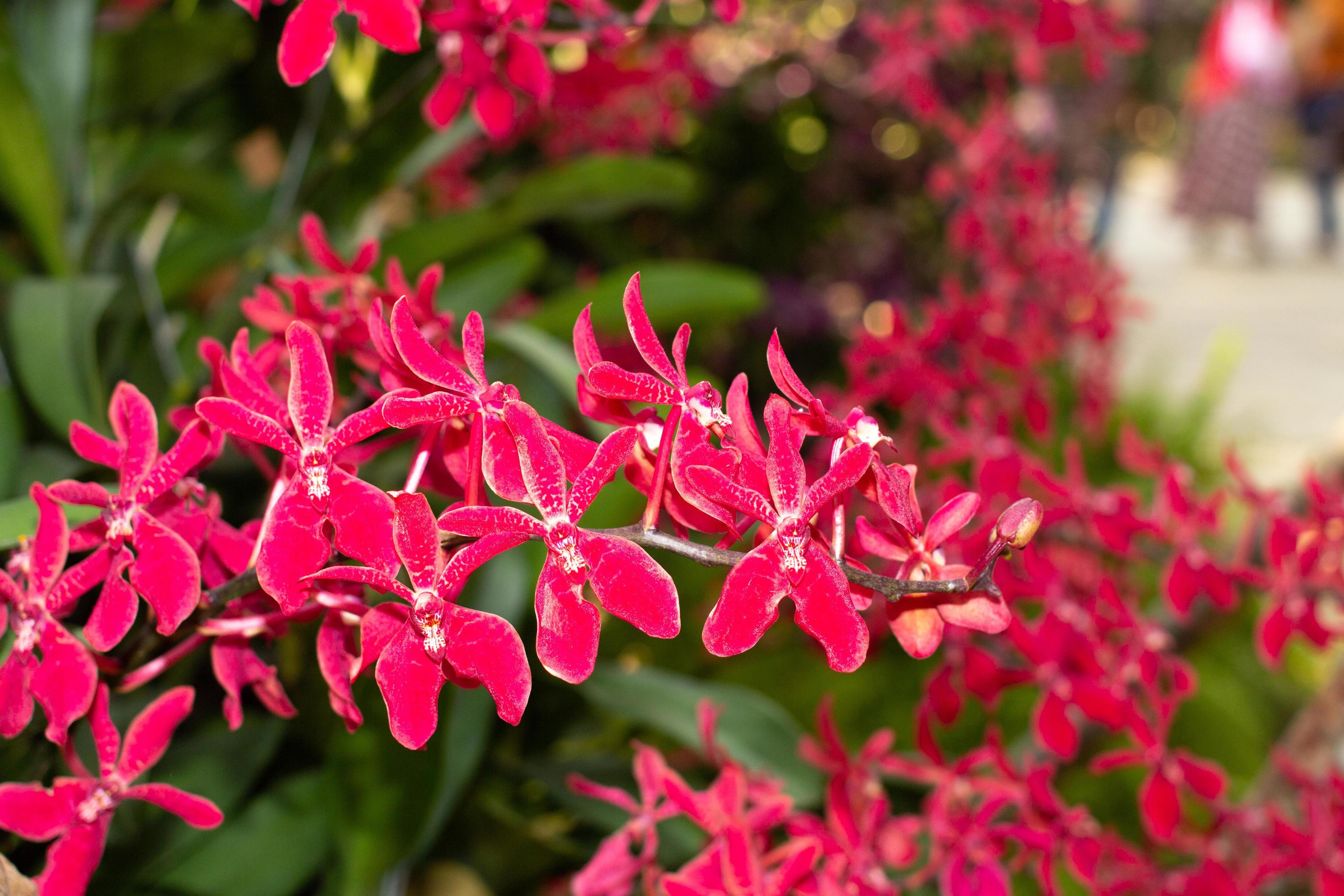 red orchids flower on a dark background.spring orchid flowers taken at an exhibition in Thailand during the day time.selective focus. Stock Free