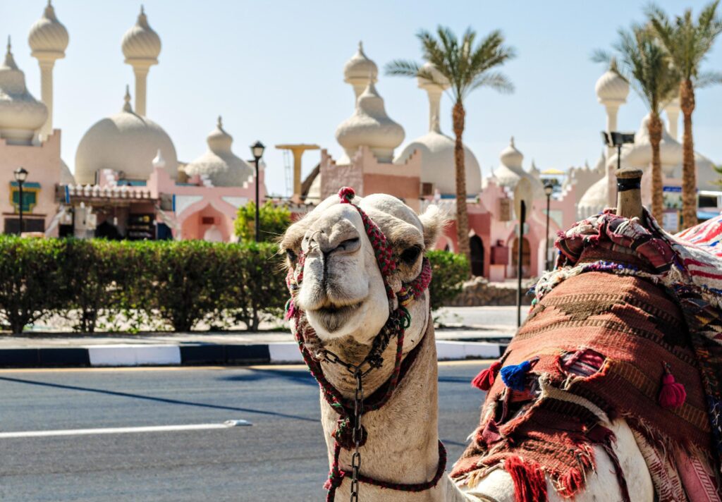 A riding camel in a bright blanket on the sunny street of Sharm El Sheikh Stock Free