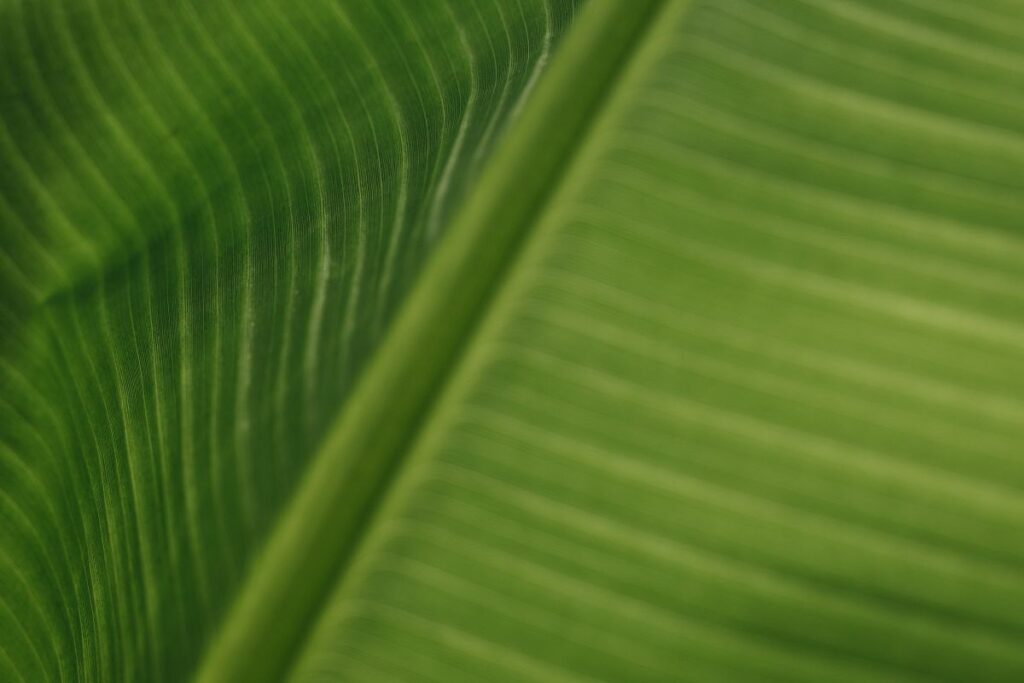 Banana Green Leaf Backgrounds Stock Free