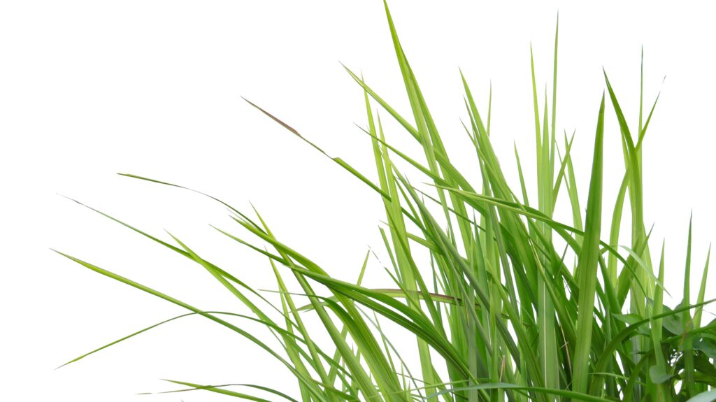 A cut-out of a clump of green tall grass on a white background with clipping paths. Stock Free