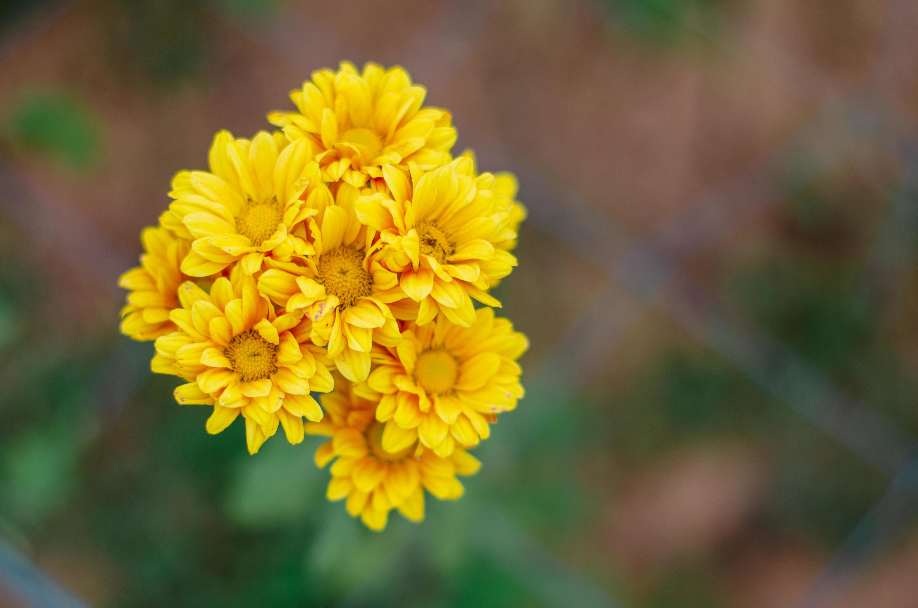 Closed up of yellow color Chrysanthemum flower background Stock Free