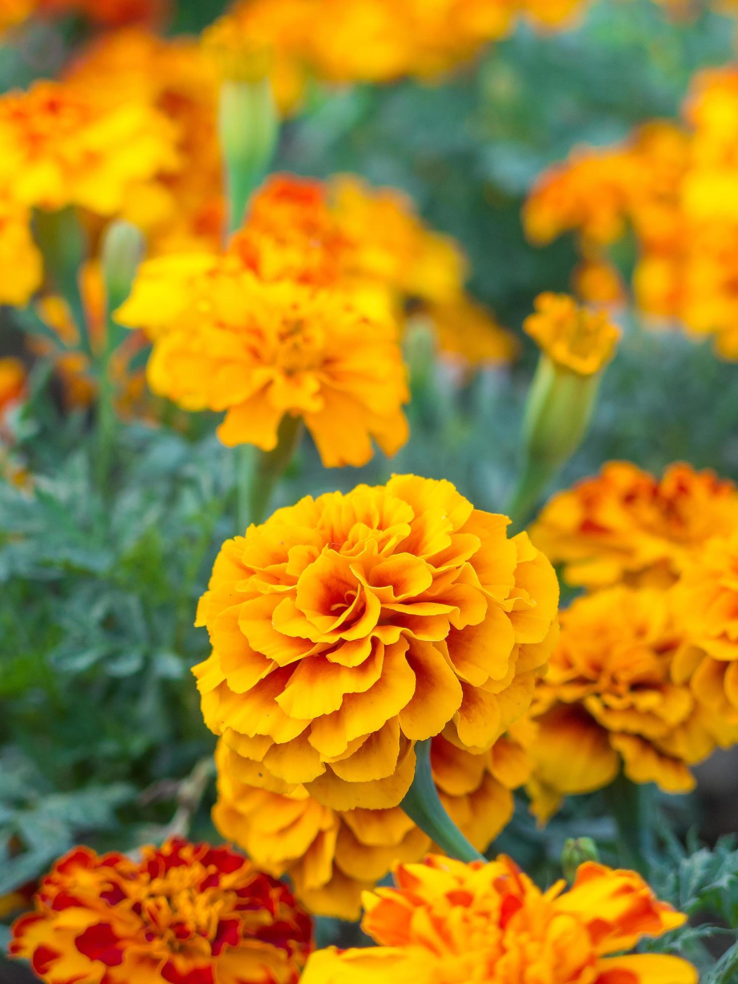 Yellow marigold flowers close up Stock Free