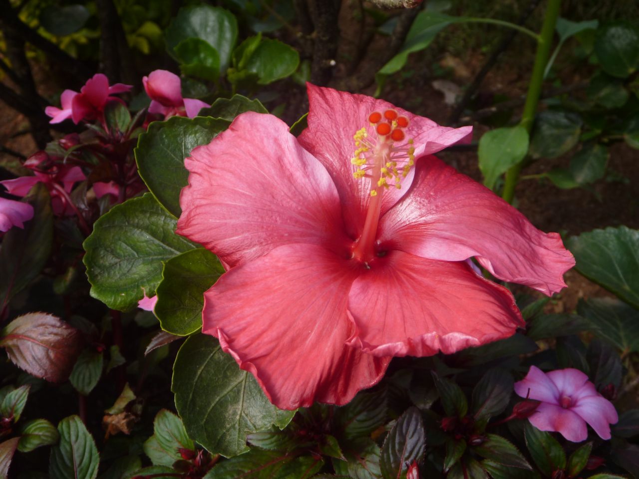 Hibiscus Pink Red Color Stock Free