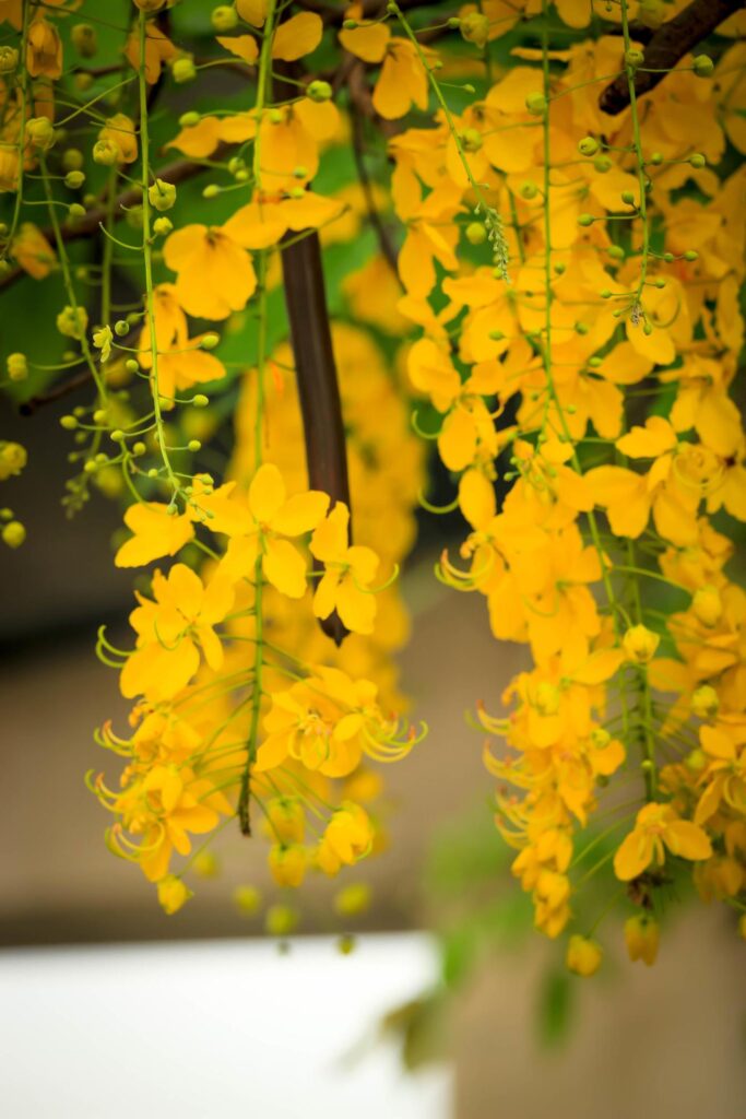 Beautiful golden shower flower Ratchaphruek, tropical yellow flower blooming in summer garden Stock Free