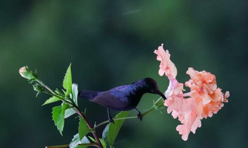 Blooming flower in nature Stock Free