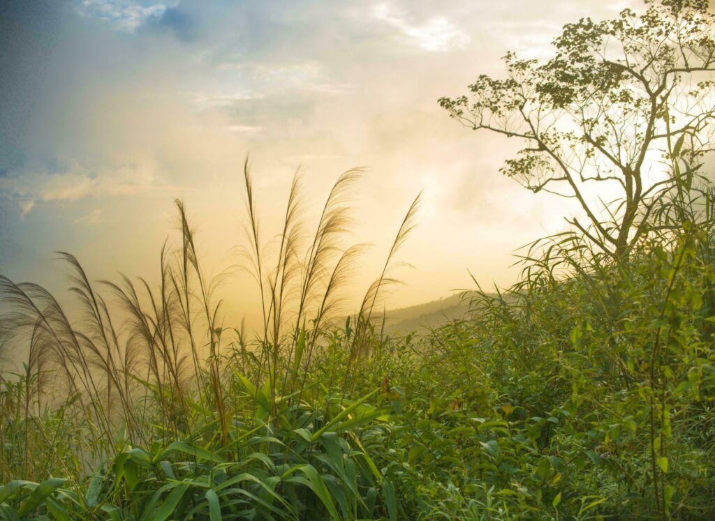 Nature green landscape sky background photo Stock Free