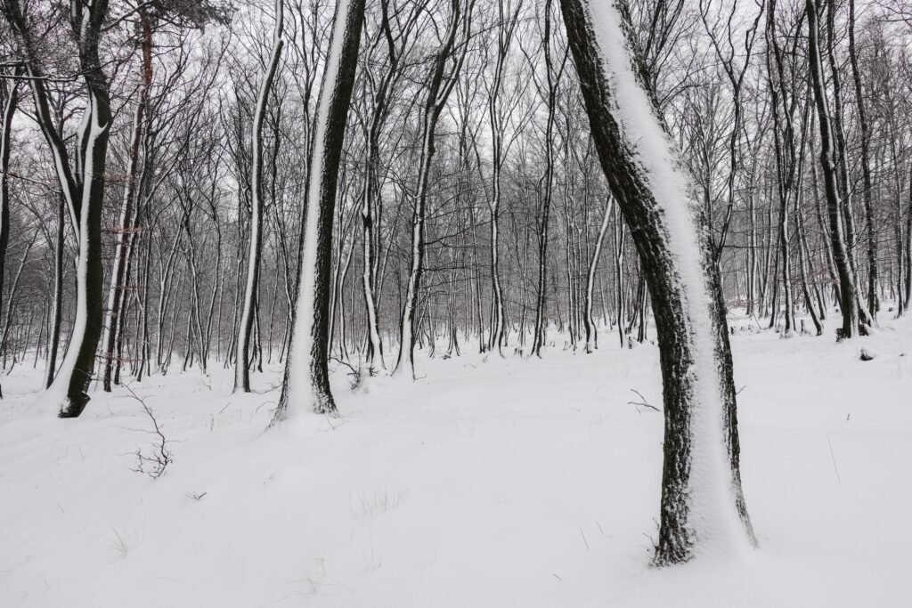 forest with lot of snow at the tree trunks as painted in the nature Stock Free