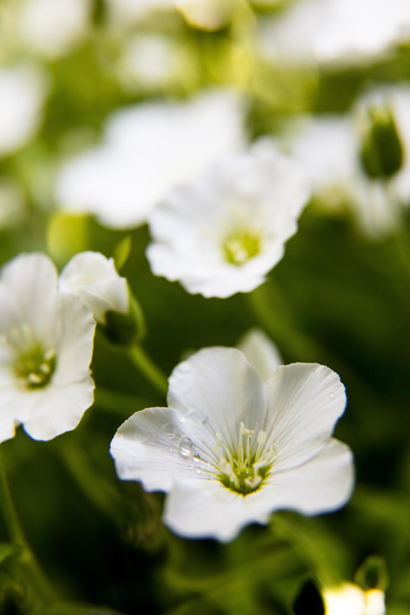 Close-up of white-petaled flowers Stock Free