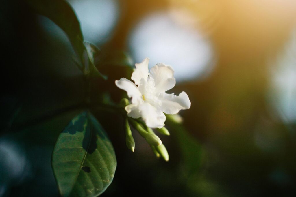 Beautiful White Flower with sunlight in nature background Stock Free