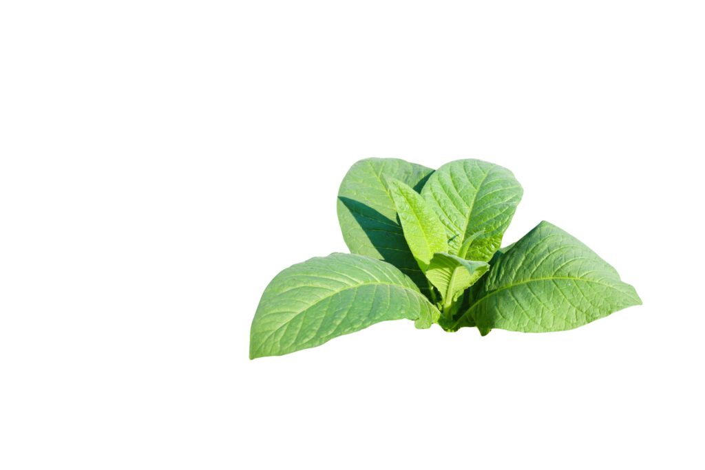 A cut-out of a tobacco leaf on a white background with clipping paths. Stock Free