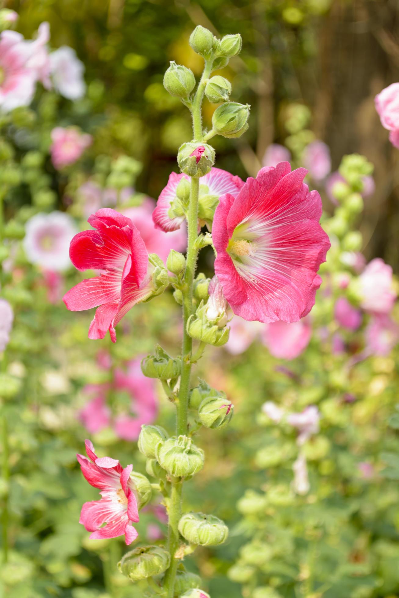 Hollyhock flower in the garden. Stock Free