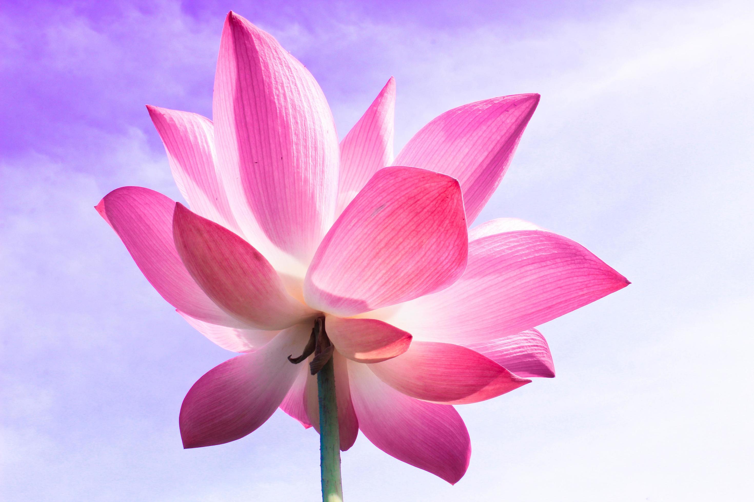 Pink lotus flowers bloom beautifully. Stock Free