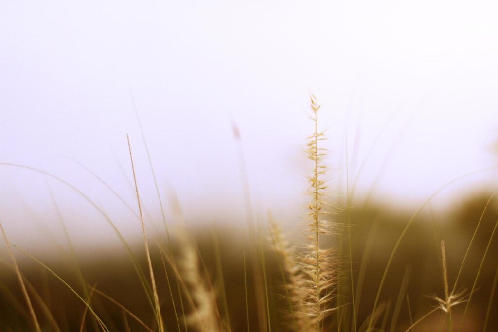 Soft Focus Beautiful grass flowers in natural sunlight Background Stock Free