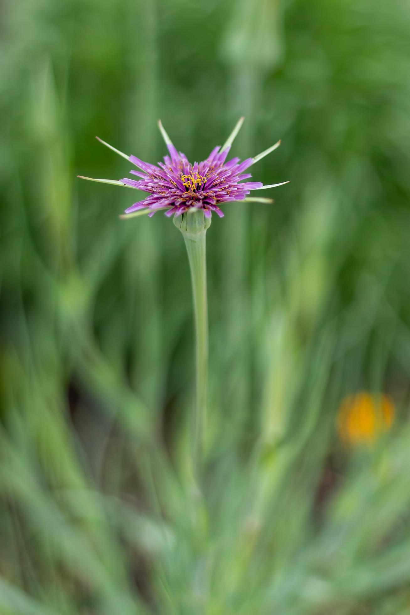 Salsify, Purple Salsify, John-go-to-bed-at-noon, Oyster plant, Vegetable oyster, Goatsbeard wild flower Stock Free