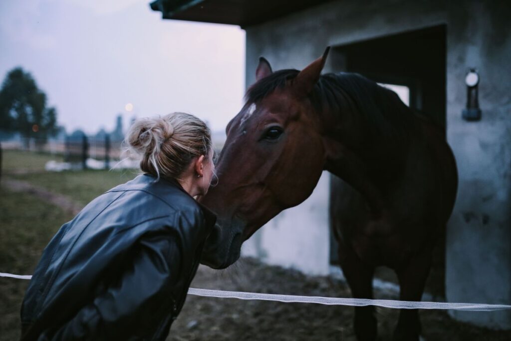 Brown horse in an enclosure Stock Free