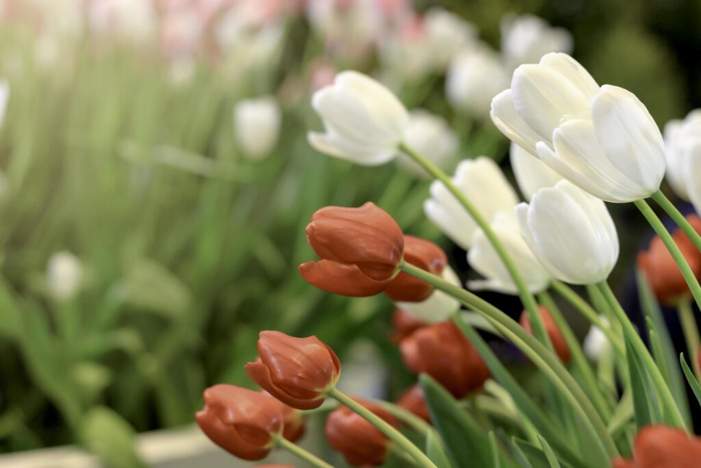 Red and white tulip flower blooming in the spring garden, soft selective focus Stock Free