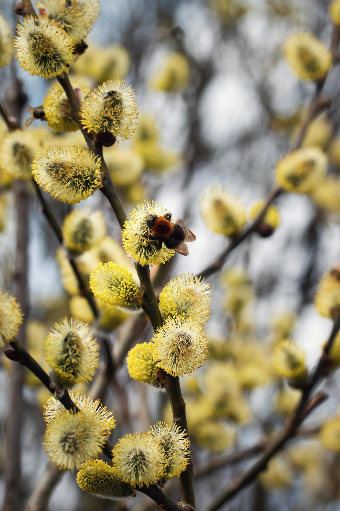 Yellow willow flowers Stock Free