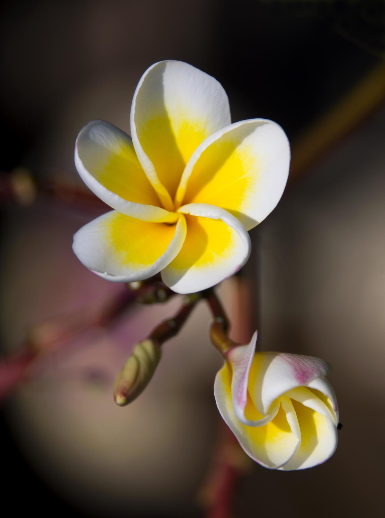 Frangipani flowers in the garden Stock Free